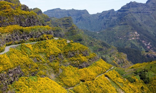 Горные долины Мадейры в жёлтом цветении